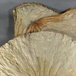 Lotus Leaf 7.jpg