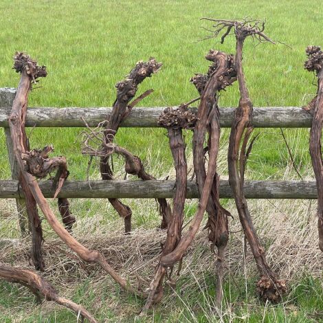 Gnarly Grape Vine Trunk/Stump/Root.