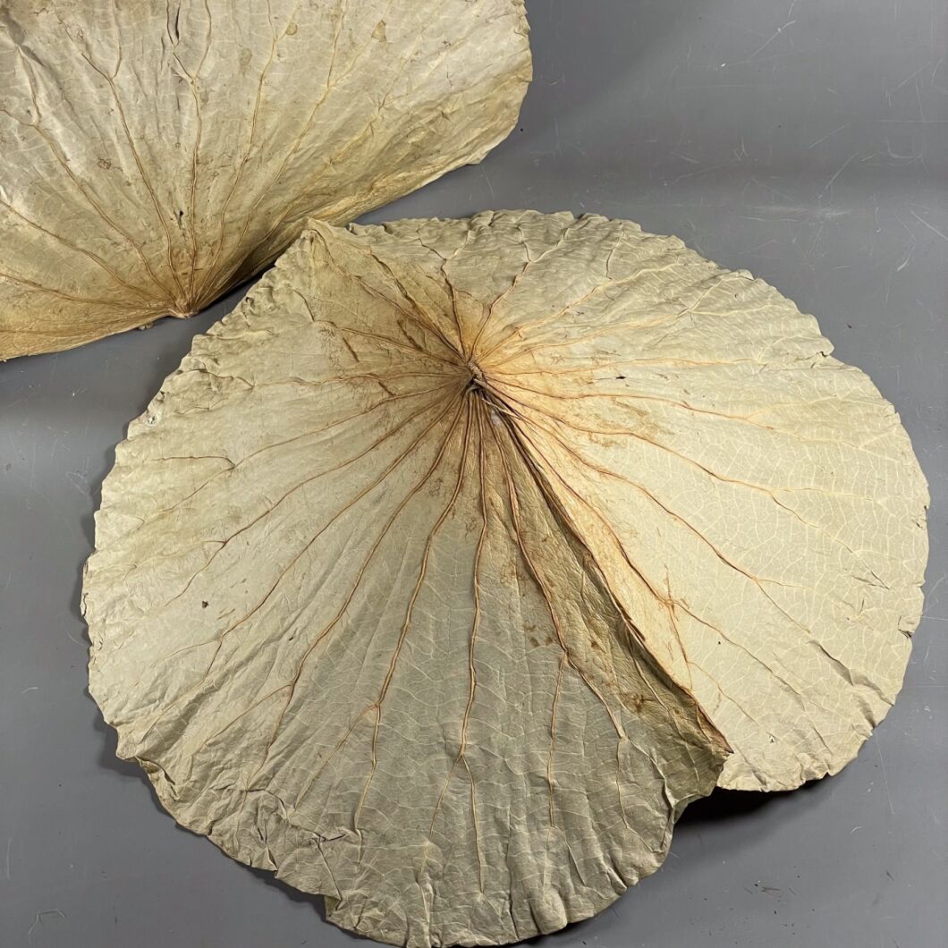 Lotus Leaf 5.jpg