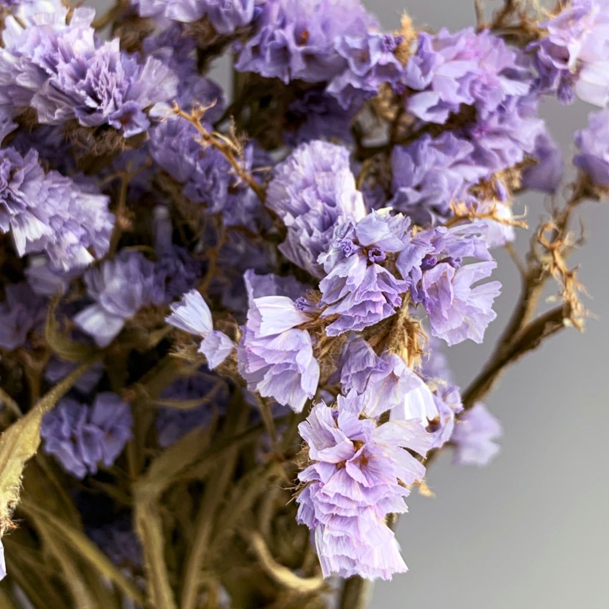 Statice, Blue bunch, approx. 75cm tall dried flowers UK grown