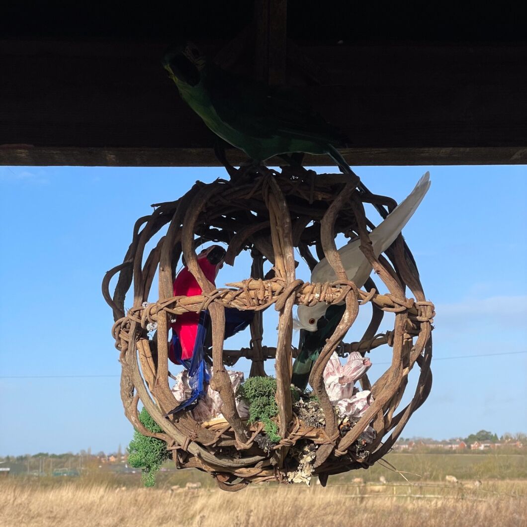 Vine Ball & parrot.jpg