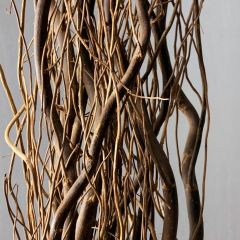 Contorted Willow x 10 stems, approx. mixture 1.2 m to 2.5 m tall ...