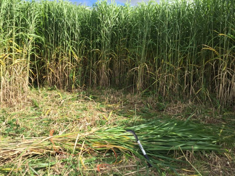 Elephant Grass, approx. 2.5 m plus tall by 35 cm