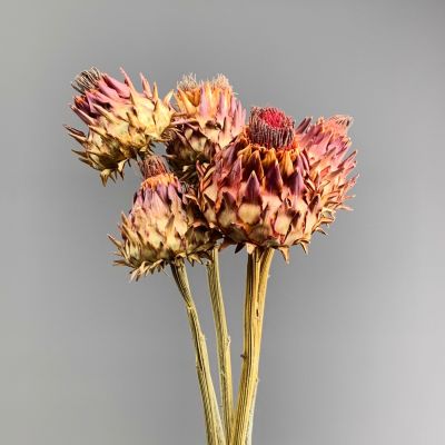 Cynara Crimson, approx. 50 cm dried flower stem