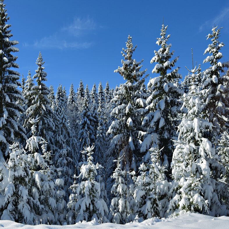 Trees Banner square web.jpg