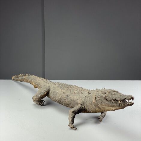 Victorian Taxidermy Crocodile - RENTAL ONLY