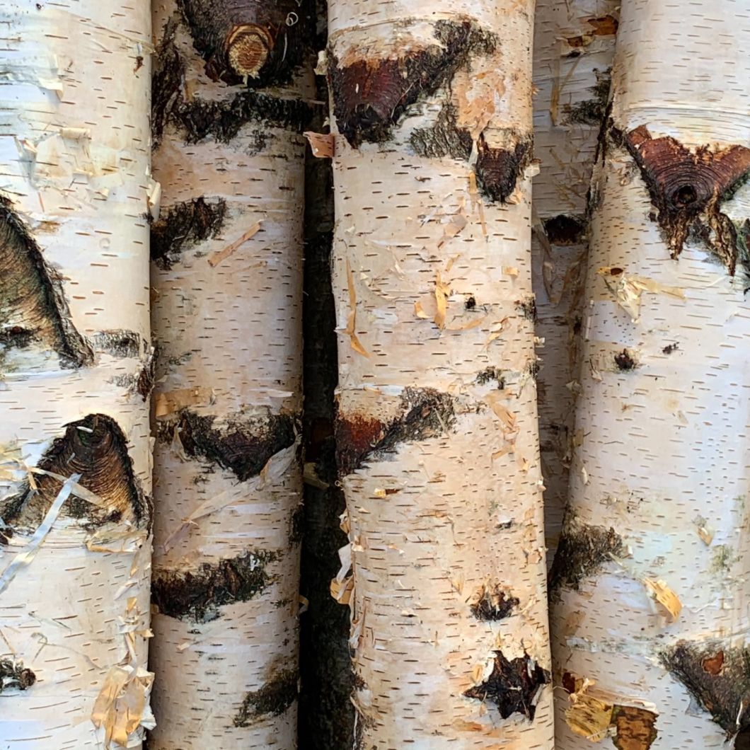 Silver Birch Poles