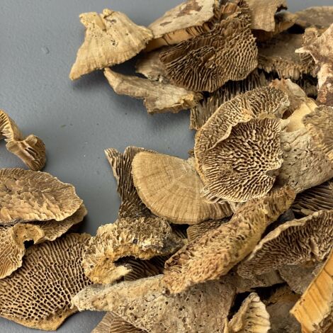 Tree Sponge Ear Fungi, 150g bag. approx 25 pieces, approx. 15 cm diameter, natural, dried floral deco