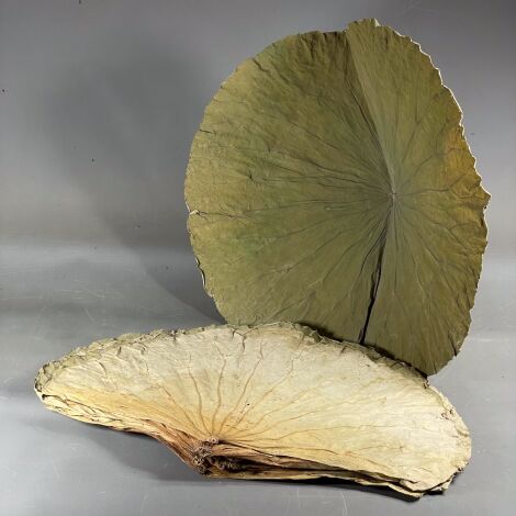 Lotus Leaf, 10 pack, approx. 50 cm by 30 cm natural dried leaves