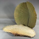 Lotus Leaf 1.jpg