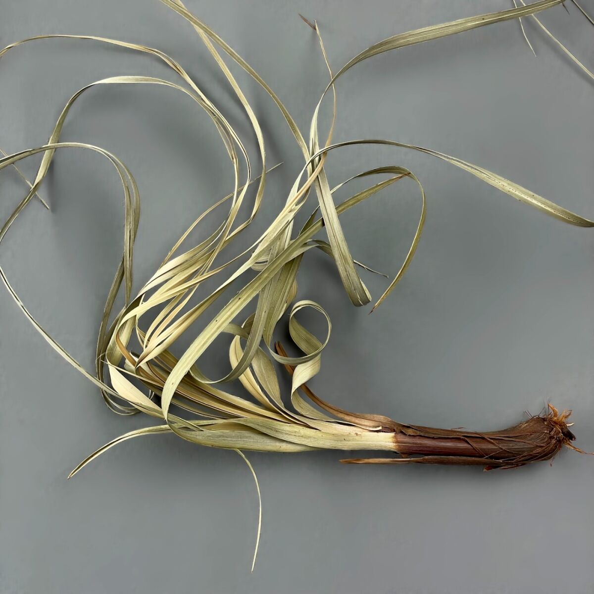 Sedge, corkscrew 500g bundle, Tangled,