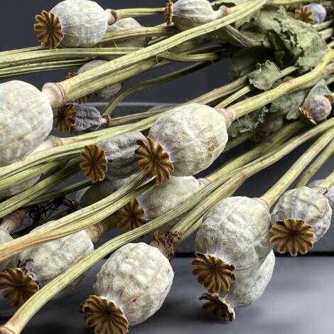 Poppy Seed Head Bunch, natural flower bunch, approx. 60 cm long by 15 cm wide 