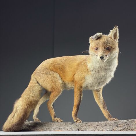 Victorian Taxidermy Fox - RENTAL ONLY