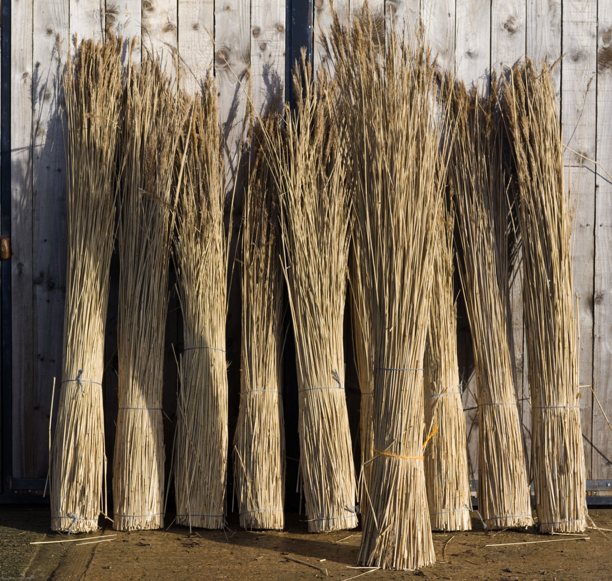 Water Reed Bundle, approx. 2 m plus tall by 25 cm