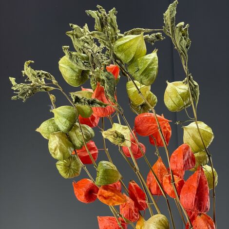 Chinese Lantern, x 10 stems, 70 cm tall dried flower floral decoration